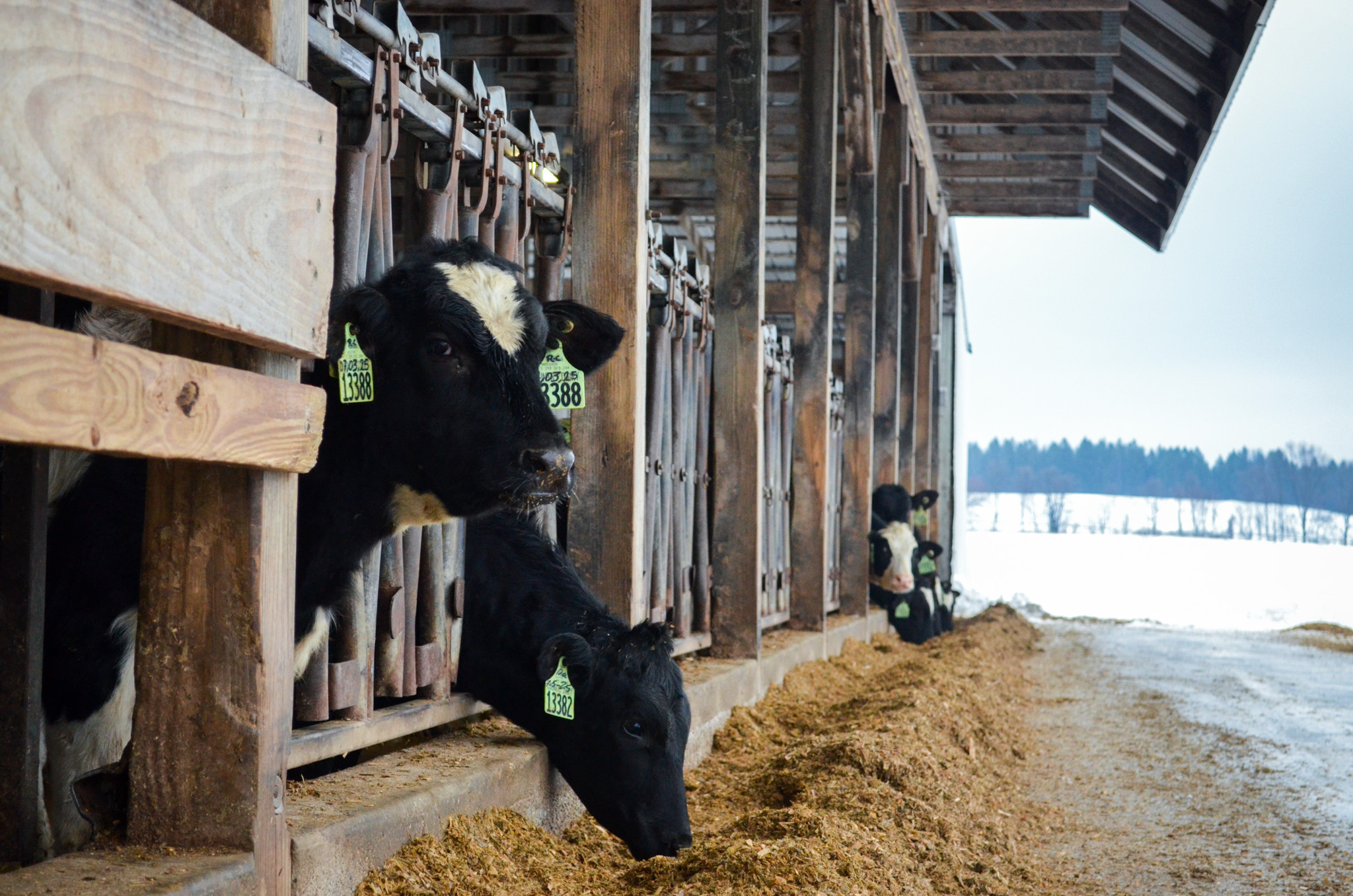 Inside the dairy barn at Country Dairy